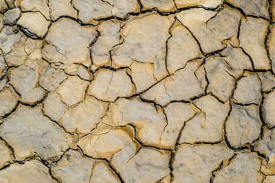 Dried earth with cracks on summer sunny day