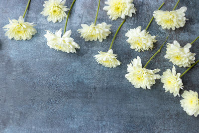 High angle view of white daisy flowers on wood