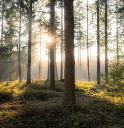 Sunlight streaming through trees in forest