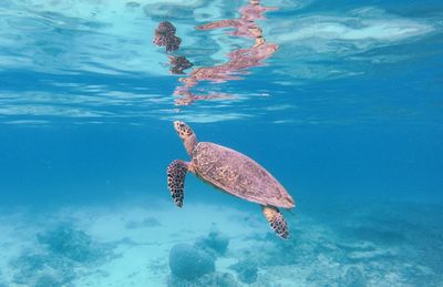 High angle view of tortoise swimming in sea