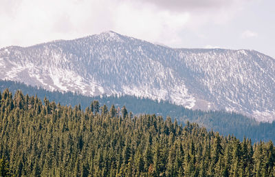 Pine forest and mountains on the background. lake tahoe views.