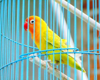 Close-up of parrot in cage