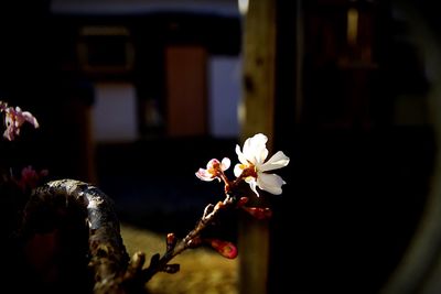 Close-up of flowers against blurred background