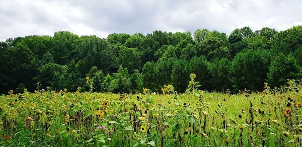 Scenic view of flowering trees on field against sky