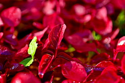 Full frame shot of red flowering plant