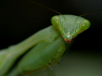 Close-up of praying mantis