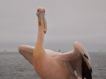 Close-up of pelican on sea against sky