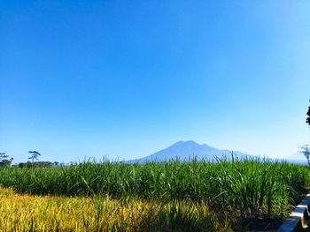 Rear view of woman standing on field against clear blue sky