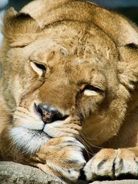 Close-up of lioness resting