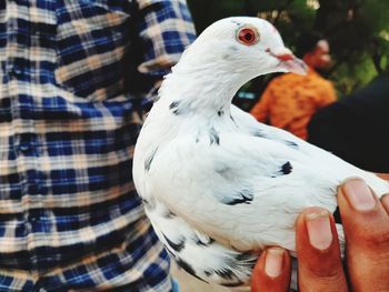 Close-up of hand holding bird