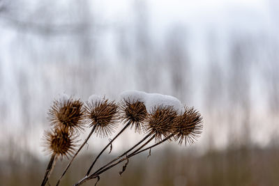 Close-up of wilted plant during winter