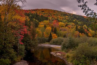 Scenic view of lake in forest during autumn