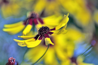 Close-up of yellow flowering plant