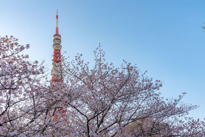 Low angle view of tokyo tower against clear blue sky during sunny day