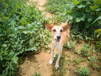 High angle portrait of a dog