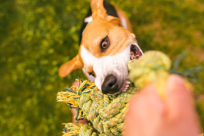 High angle view of dog biting rope