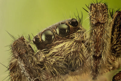 Close-up of insect