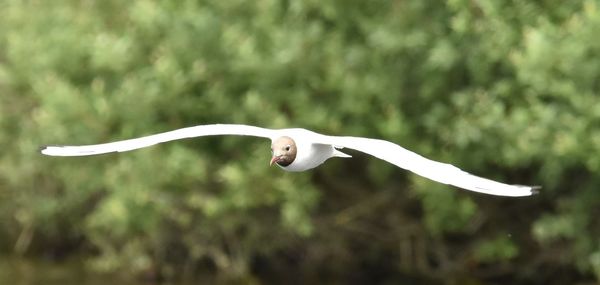 Close-up of black-headed gull flying outdoors