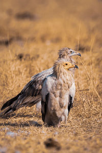 Close-up of a bird looking away