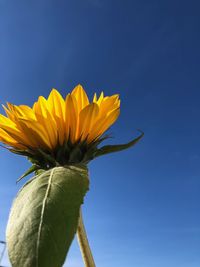 Close-up of sunflower against blue sky