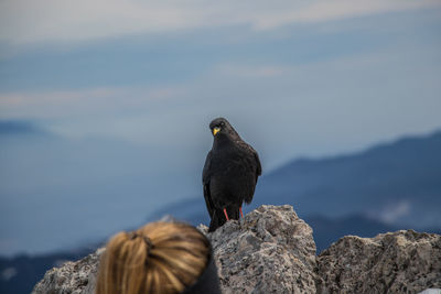 Bird perching on rock by sea against sky