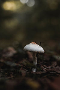 Close-up of mushroom on field