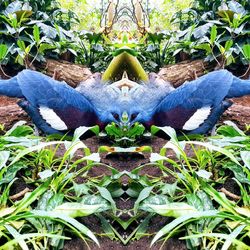 Close-up of bird on plants