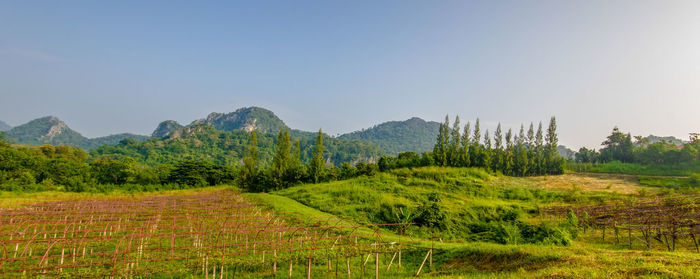 Scenic view of field against clear sky