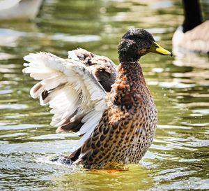 Duck swimming in lake