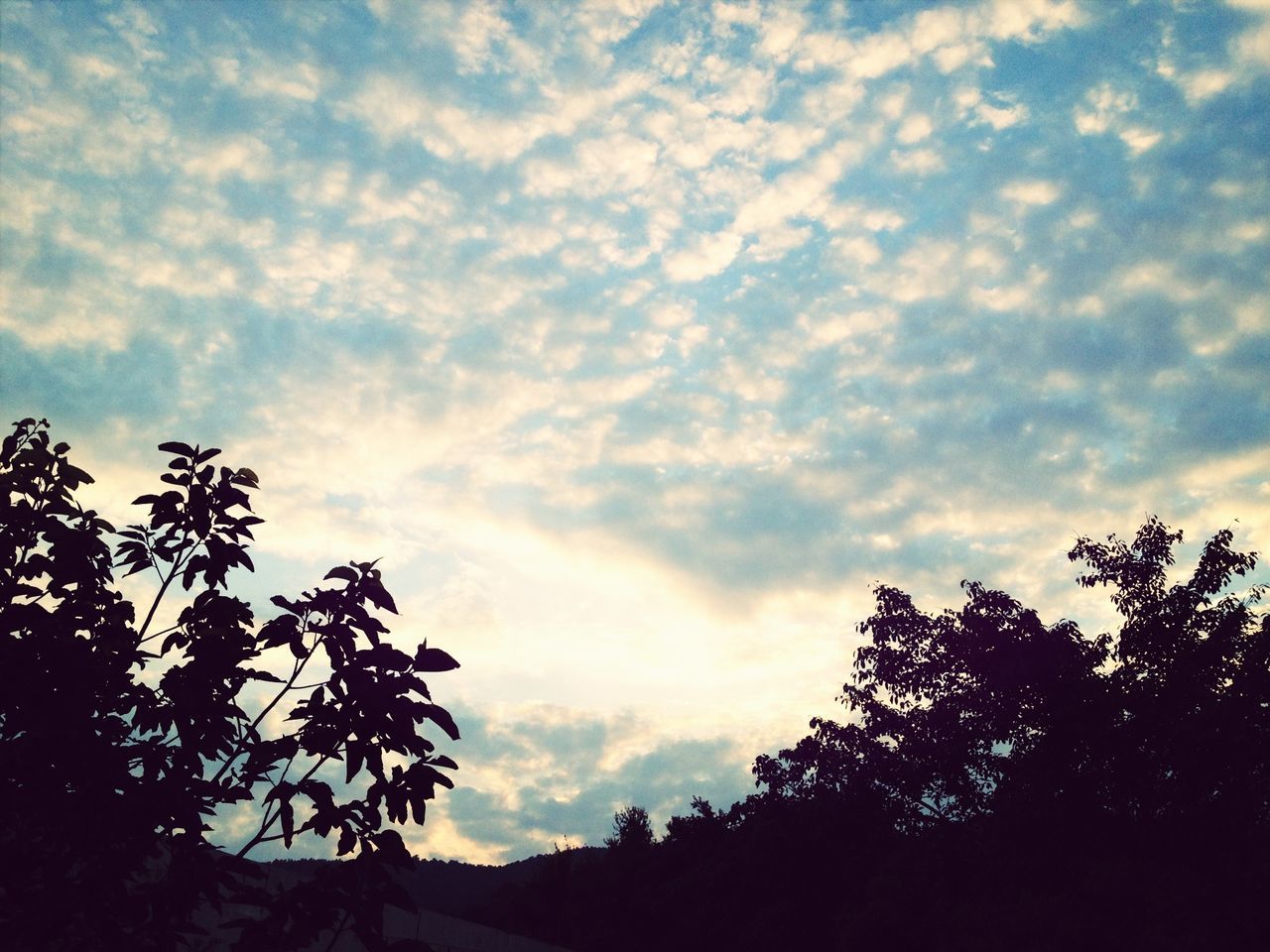 tree, silhouette, sky, low angle view, cloud - sky, tranquility, beauty in nature, cloudy, nature, scenics, tranquil scene, growth, cloud, branch, sunset, outdoors, no people, high section, idyllic, dusk