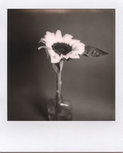 Close-up of white flower vase