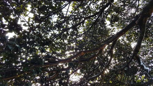 Low angle view of tree against sky