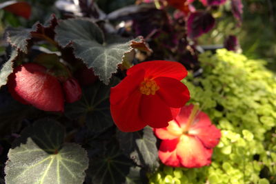 Close-up of red flowers