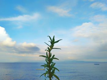 Plant by sea against sky