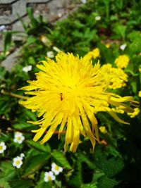 Close-up of insect on yellow flower