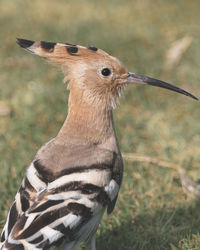 Close-up portrait of the hoopoe