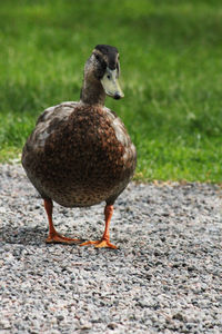 Close-up of duck on field