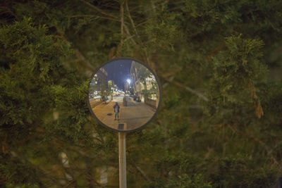 Close-up of reflection of tree