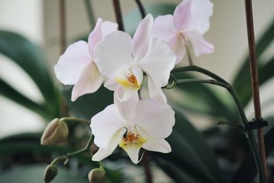 Close-up of white orchids