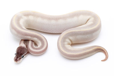 High angle view of snake against white background