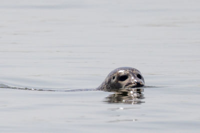 Seal in sea