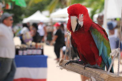 Close-up of parrot perching on tree