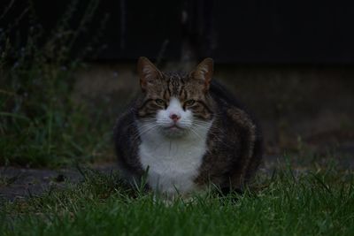 Portrait of a cat on field