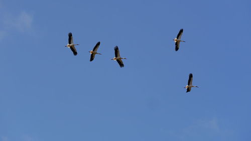 Low angle view of flock of flying storks in sky