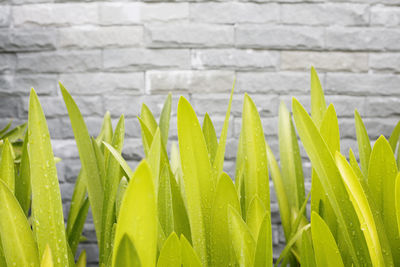 Close-up of fresh green leaves against wall