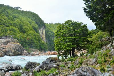 Scenic view of forest against sky