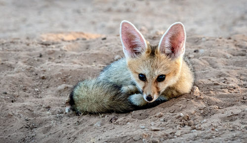 Cape fox, kalagadi