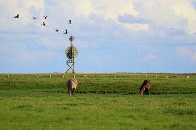 Cows grazing on field against sky