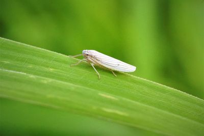 Close-up of adult leafhopper on host plants 