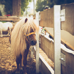 Close-up of horse standing on field by fence